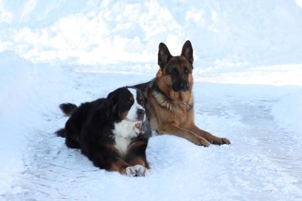 Сента и Альф