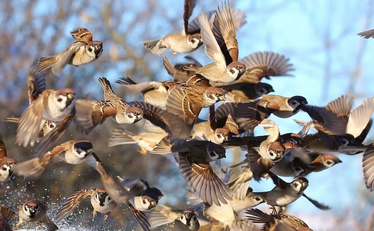 Считалось, что если птицы собираются стайками и активно летают, зима будет долгой.