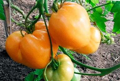 Фото из интернета.