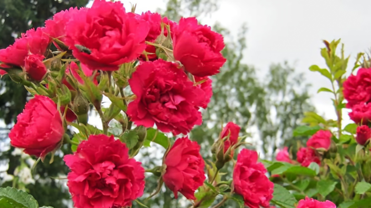 Роза Grootendorst Supreme