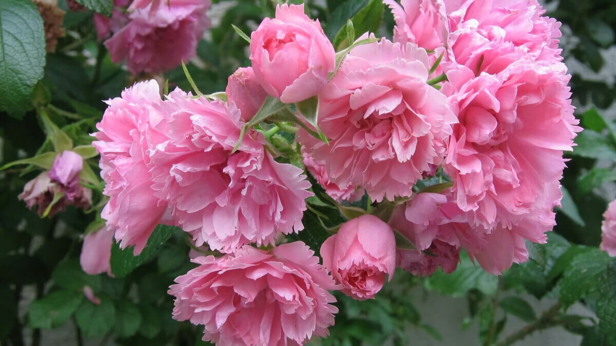 Роза Pink Grootendorst