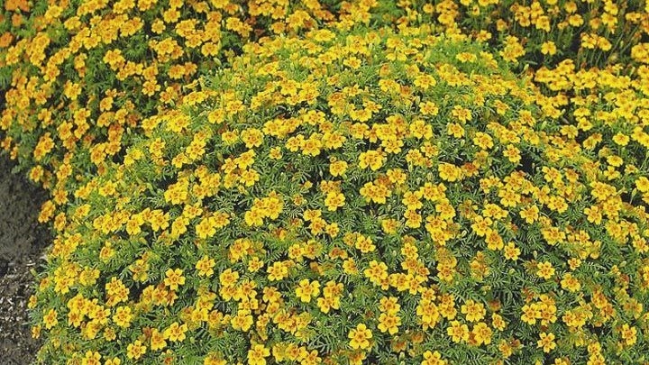 Фото с pinterest.com