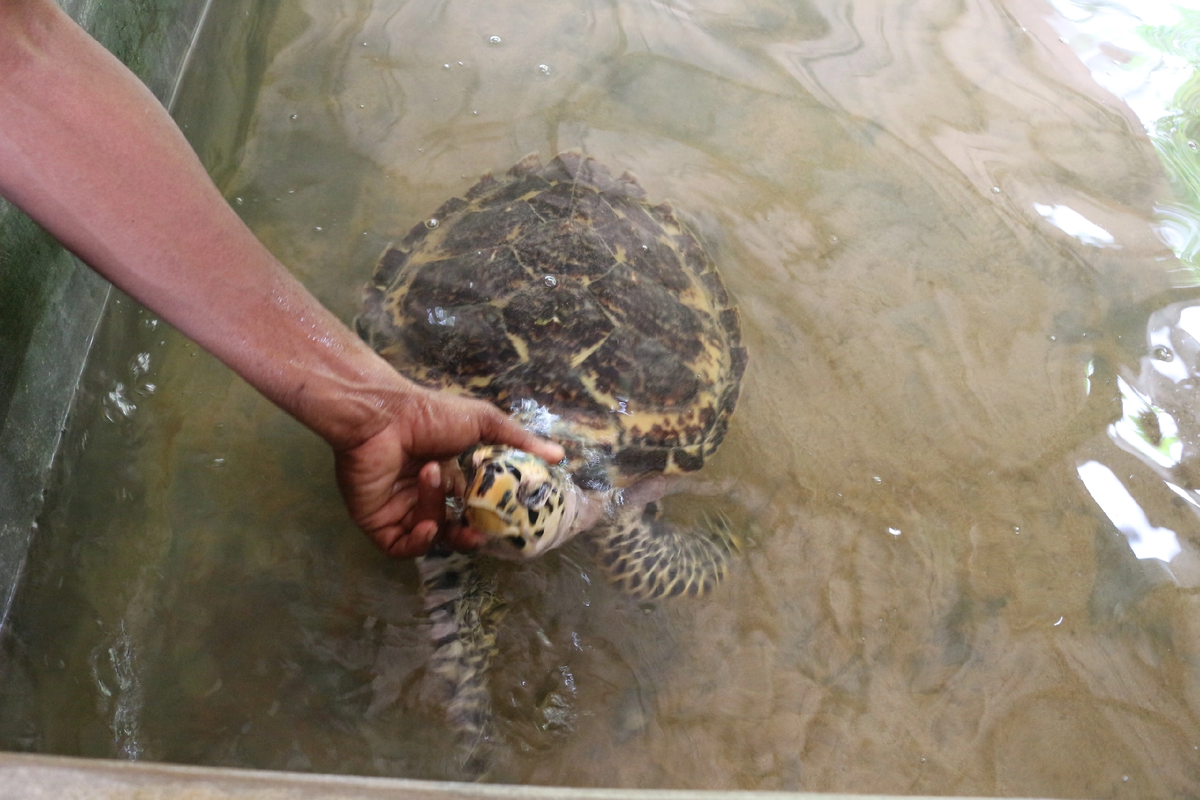 Классно погладить черепашку 