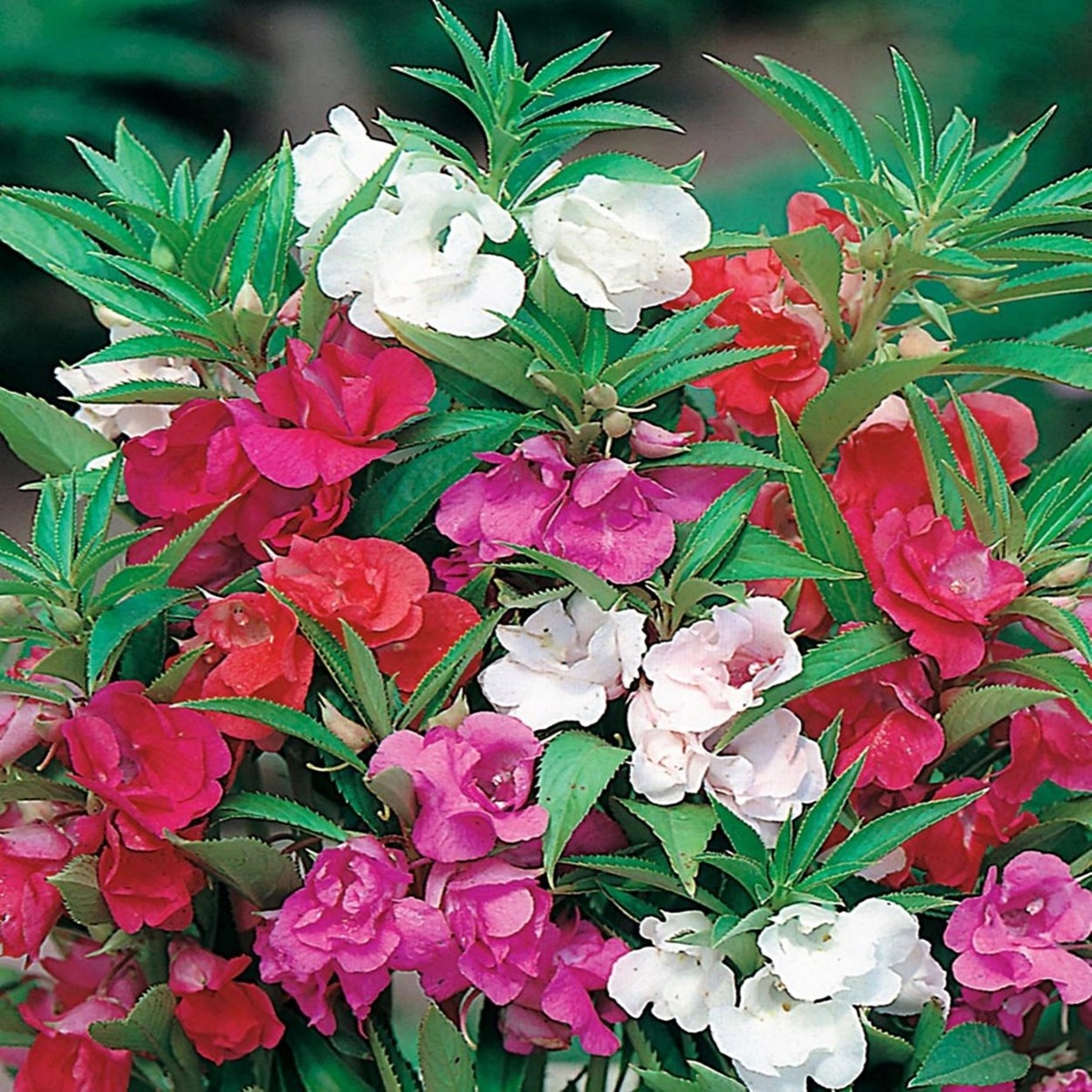 Бальзамин садовый, разные оттенки цветов.