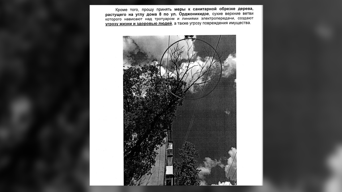 Воронежцы жаловались на опасное дерево на улице Орджоникидзе, 8 за год до трагедии