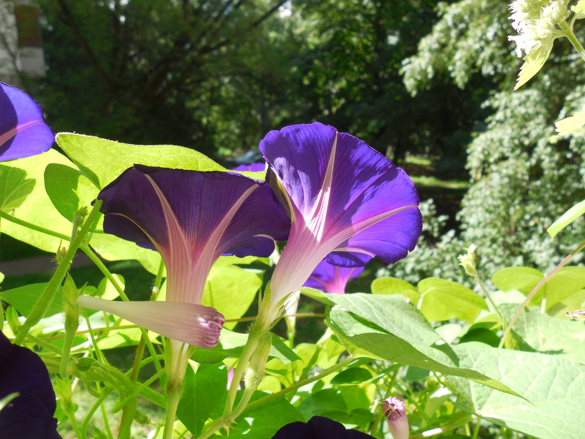 Такую ипомею я выращивала раньше. Она сеялась сама, много лет