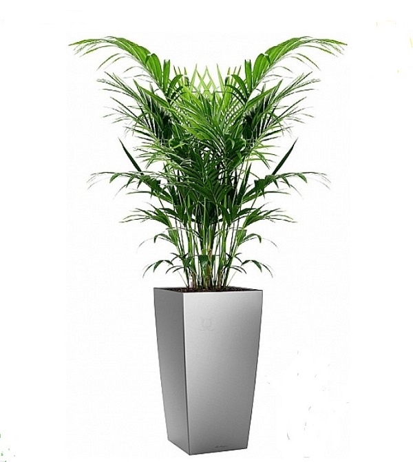 Пальма Арека в кашпо