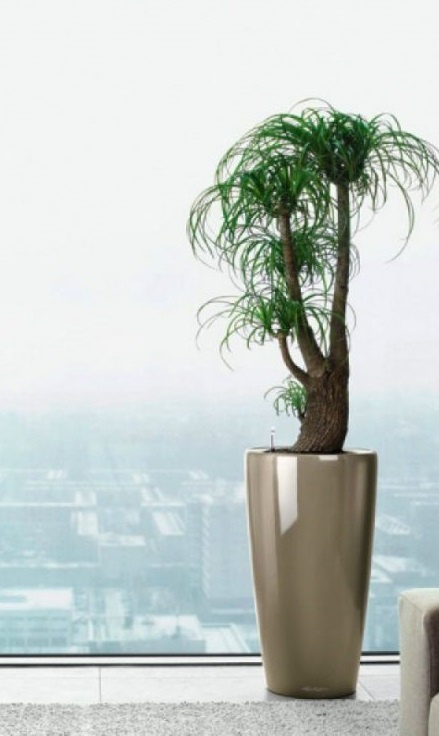 Нолина разветвленная в великолепном кашпо