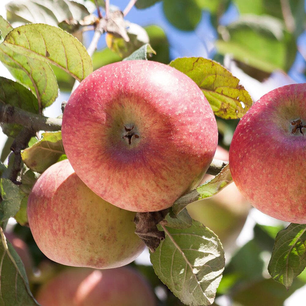 Яблоня Конфетное. Фото: leto-flor.ru