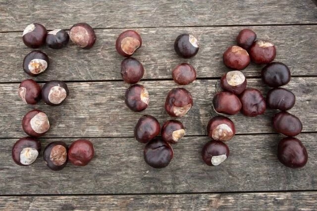    Какое значение у имени Ева и как оно переводится?