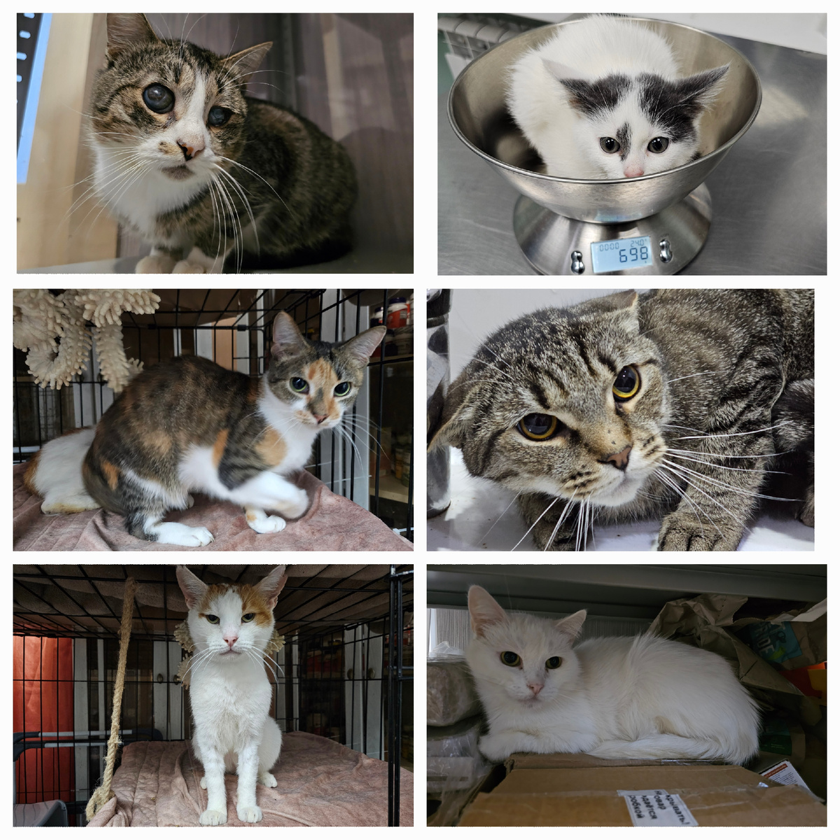 Фото автора. Котяшики болееющие фипом.