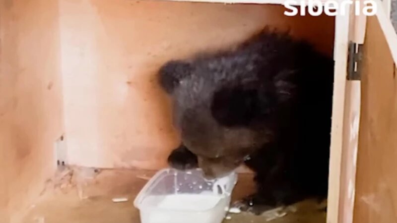     Девушка забрала к себе маленькую медведицу-сироту и нашла для нее новый дом Mash Siberia