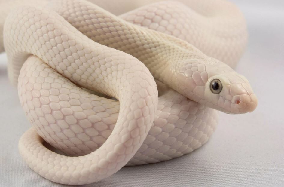 Ну, да... Джульетта. Просто вылитая!)