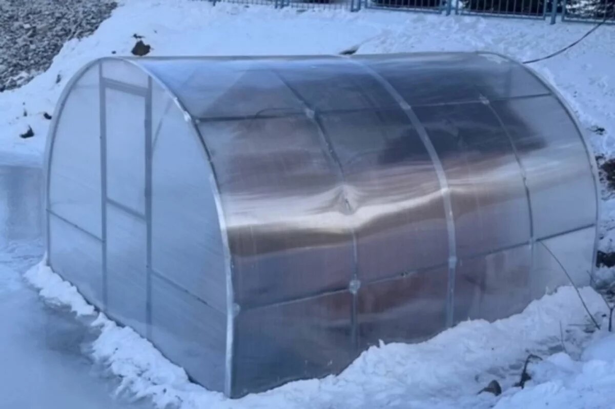    Новосибирцы обеспокоены судьбой лебедей в парке под Новосибирском