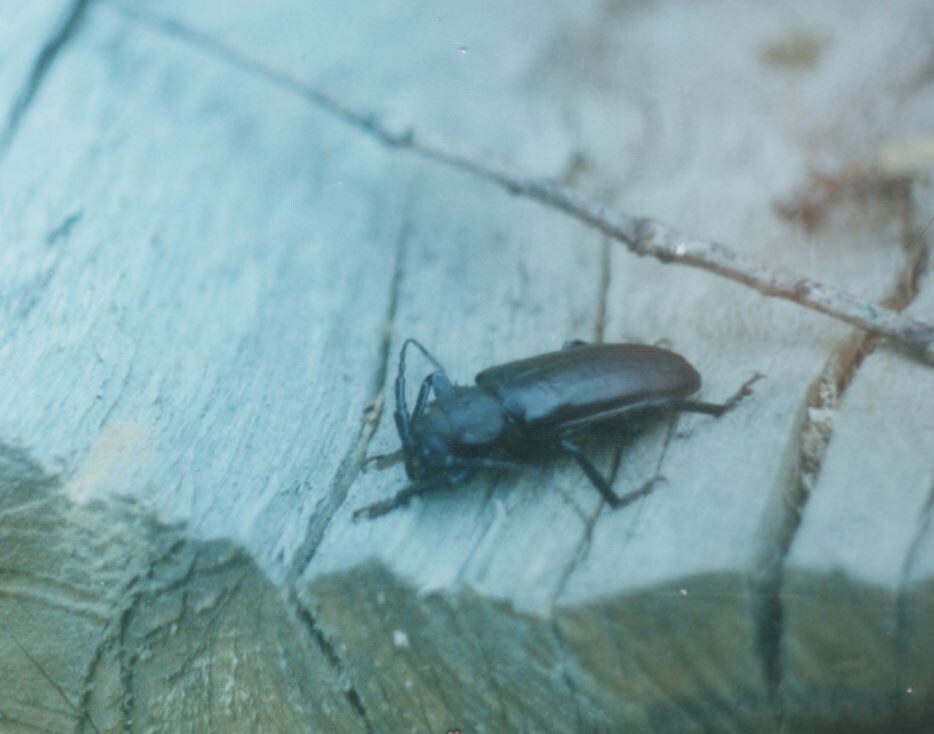 Самка усача-резуса. Сочи, Лоо, июнь 1998