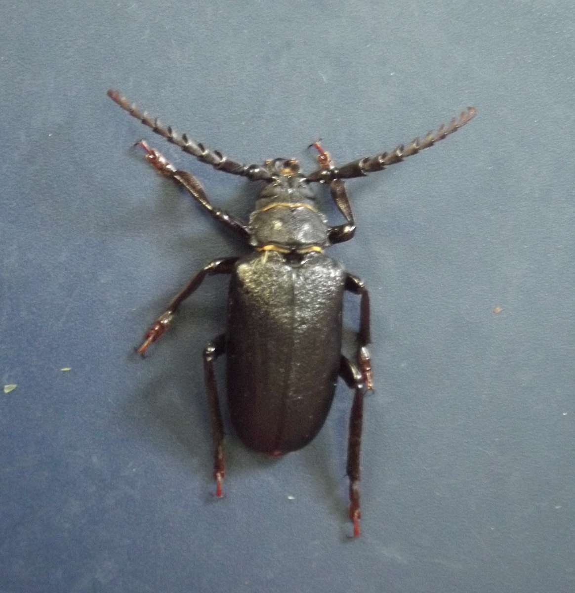 Усач-кожевник. Самец. 27. июля 2016