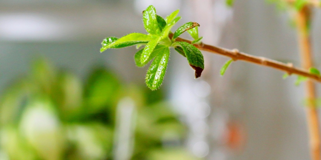 Восстание из гербария. Нашия