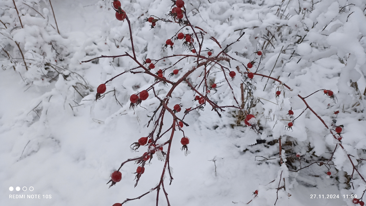 Ярко-красный шиповник на белом снегу. Фото автора.