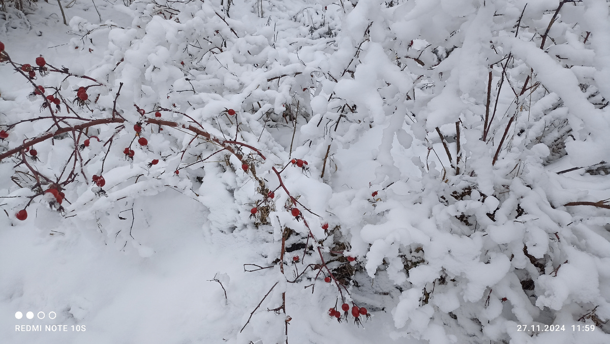 После снегопада замело все вокруг. Фото автора.