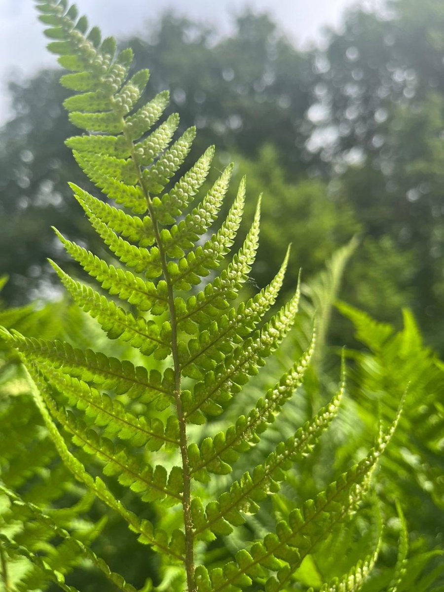 Растение №1