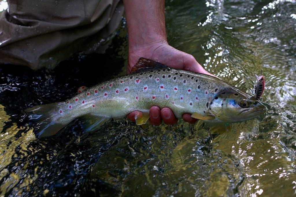 Форель на DUO Ryuki 50 S