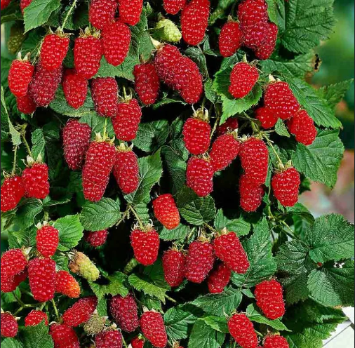 Та самая Таруса: 7 кг малины с одного куста 2 раза за лето