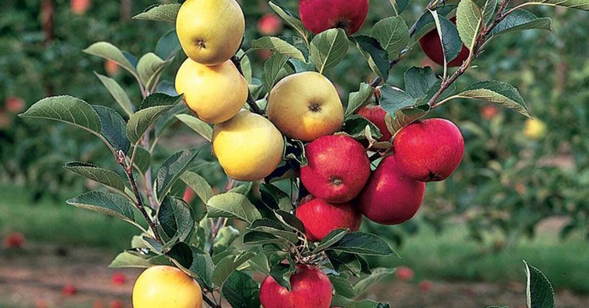 Фото из открытых источников интернета