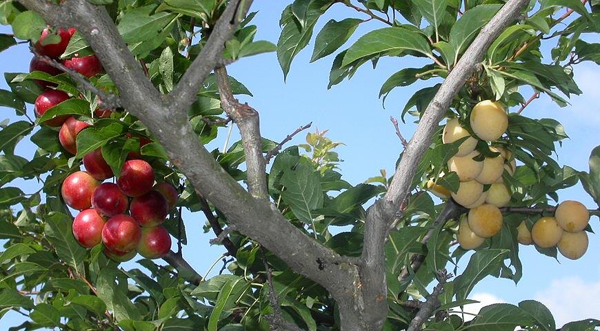 Фото из открытых источников интернета.