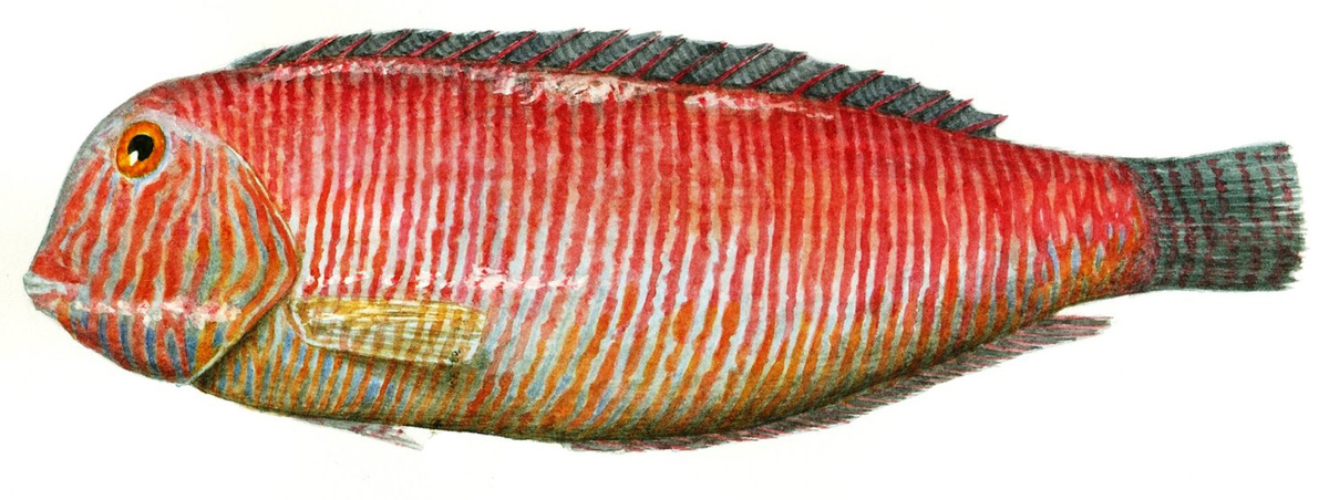 Ксирихиты (Xyrichtys)