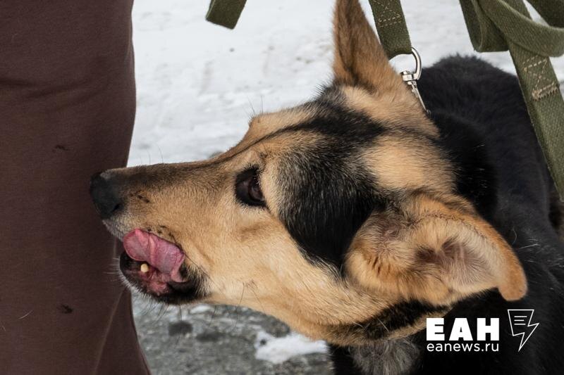    ЕАН. Агрессивные животные атаковали мать с ребенком у педагогического колледжа