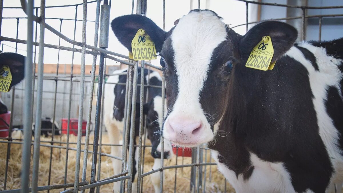     Источник: 1MI