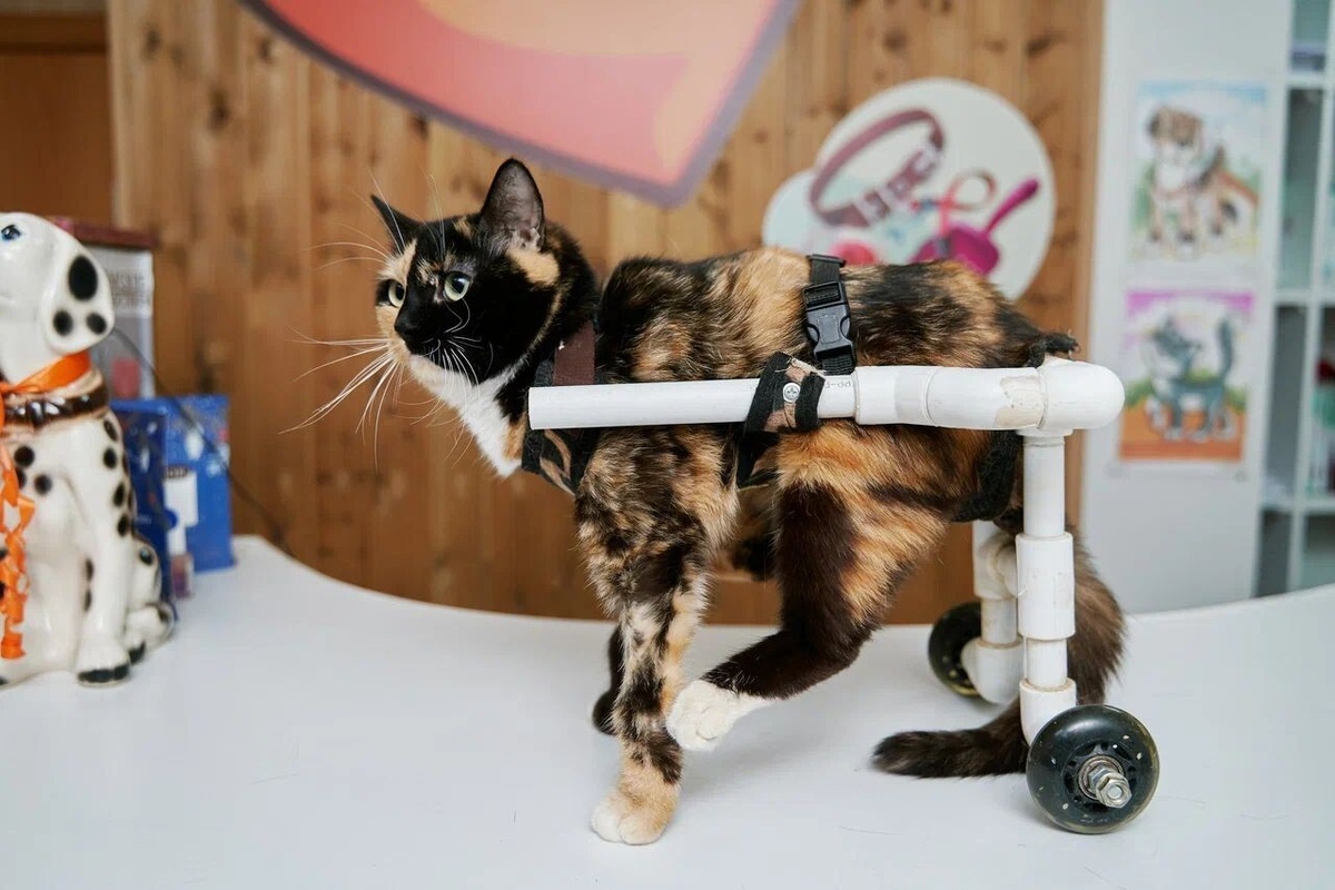 ПРИЮТ-единственное, что у них есть!