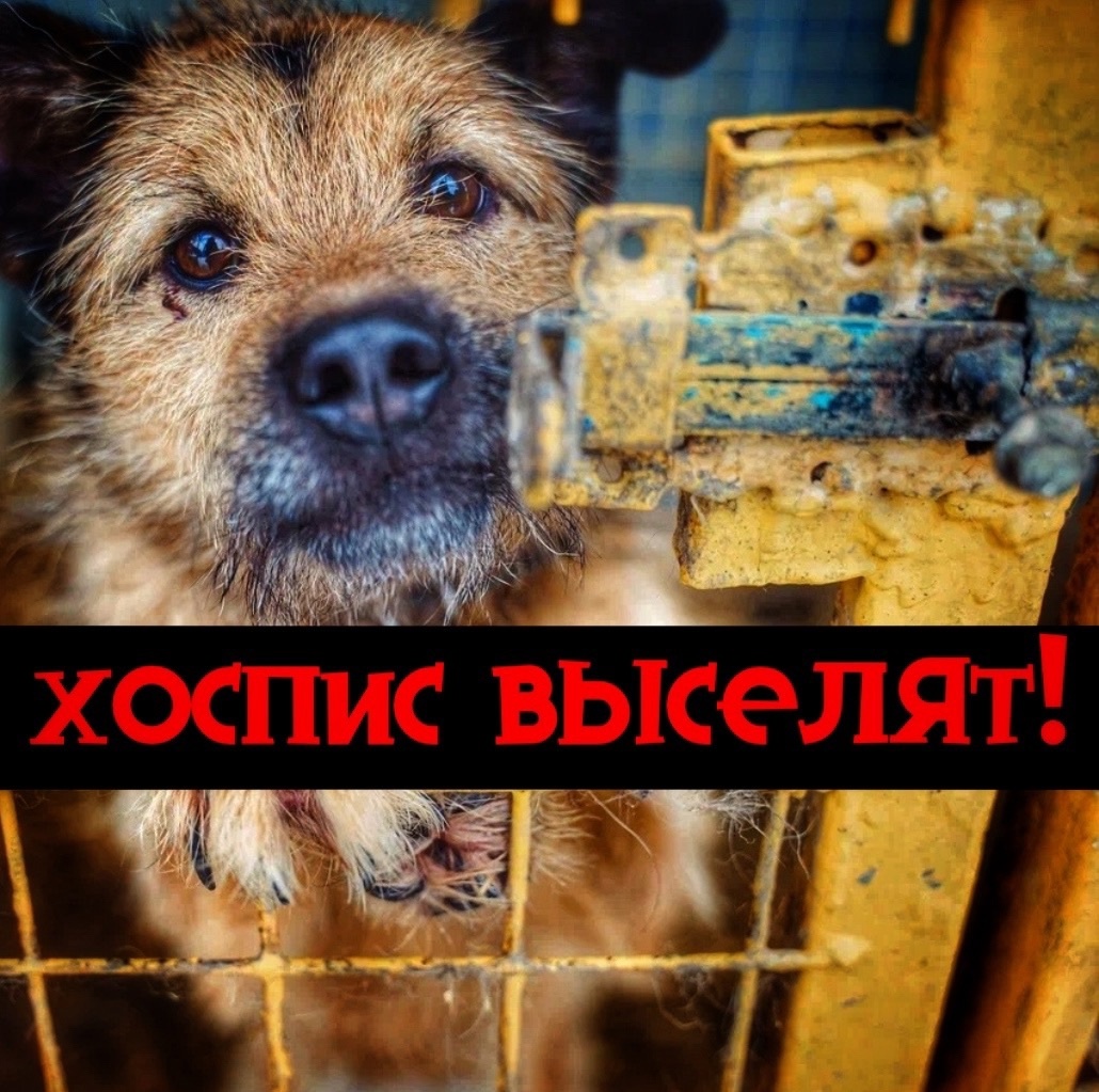 Проживет столько- сколько даст Бог, если сумеем собрат на аренду и КОРМ!