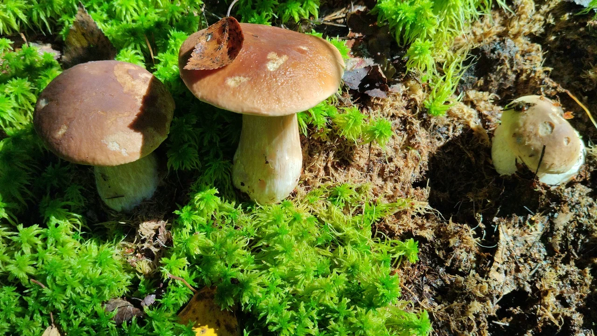 Немного осенних воспоминаний