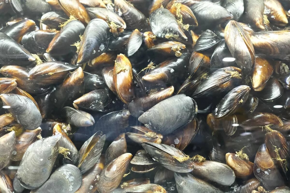 Мидии - недорого, вкусно и чертовски красиво.
Фото: Михаил Ступин