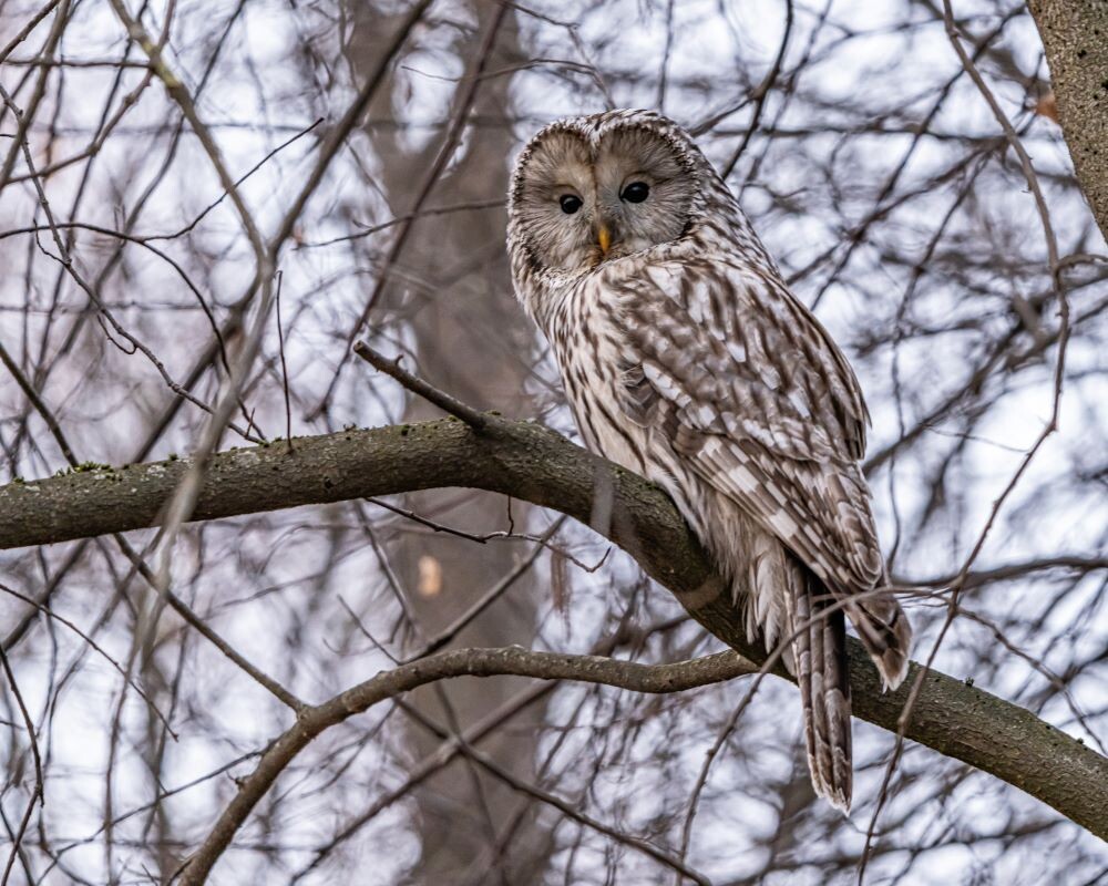    Неясыть: фото Инны Субботиной