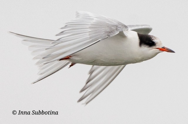    Полярная крачка: фото Инны Субботиной