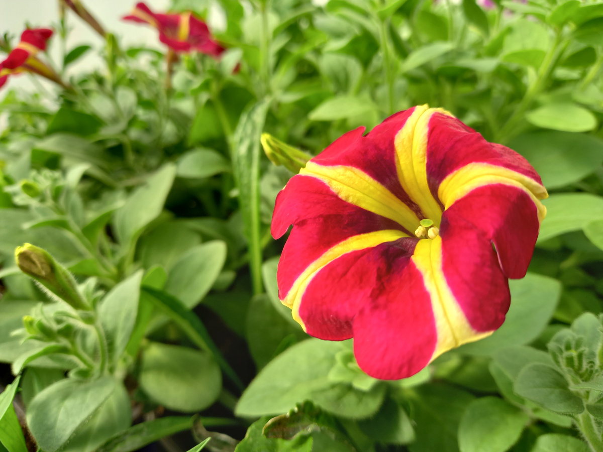 Петуния серия Аморе в Цветочной Палитре