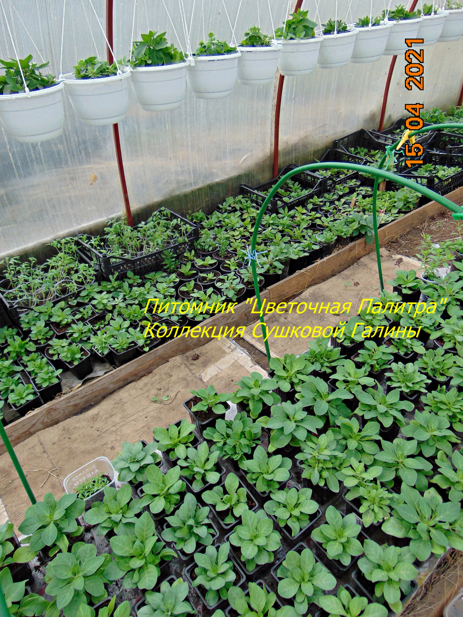 наша теплица в разные года это 2021