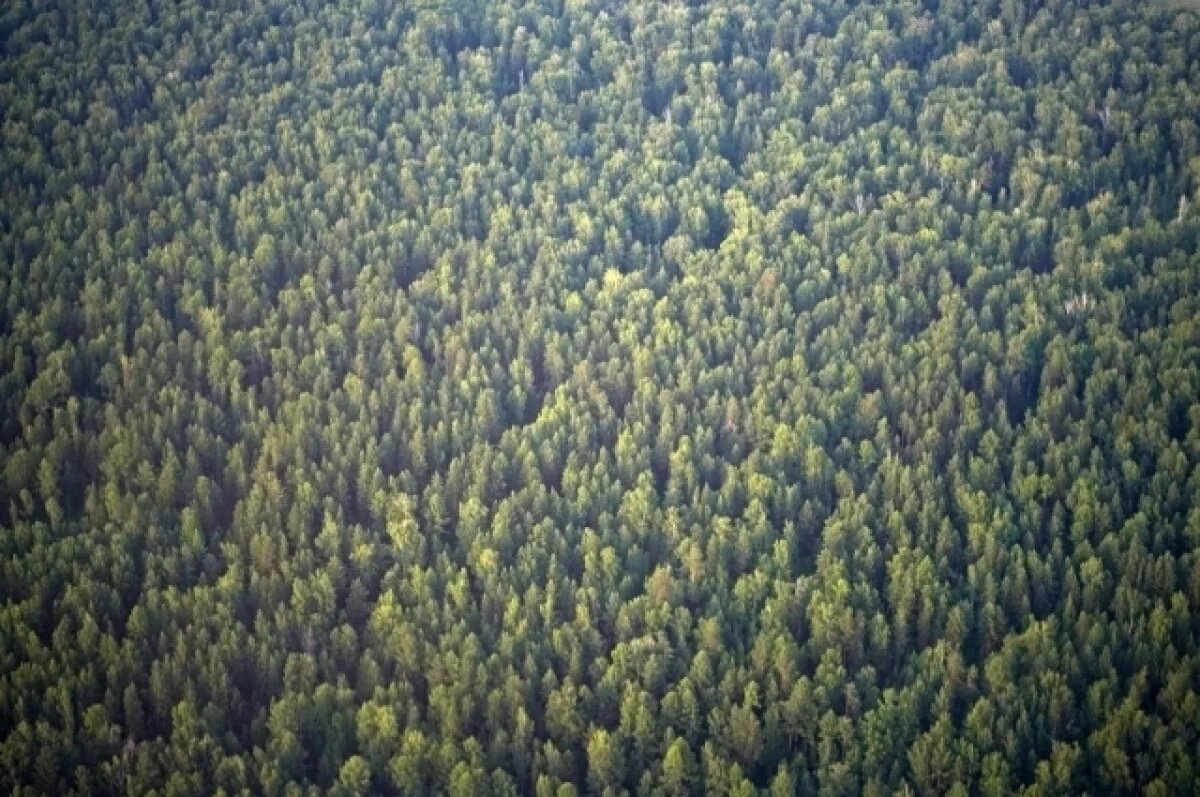    В Приангарье с помощью космического мониторинга ищут черных лесорубов