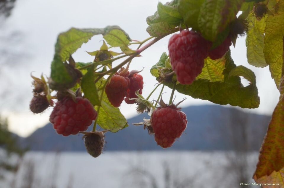    Погодные изменения в Алтайском заповеднике на протяжении ноября. Источник: Телеграм-канал Алтайского заповедника