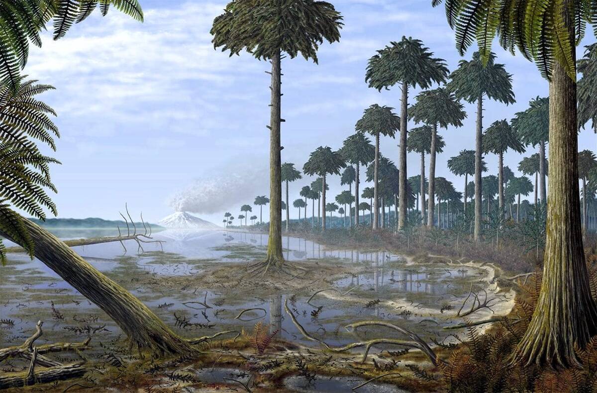 Archaeopteris – первое более или менее современное дерево