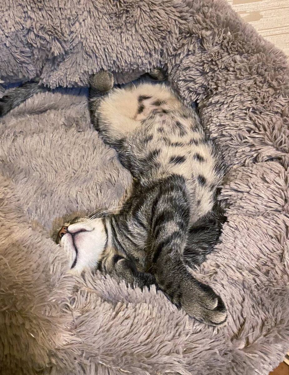 Довольный жизнью кот.