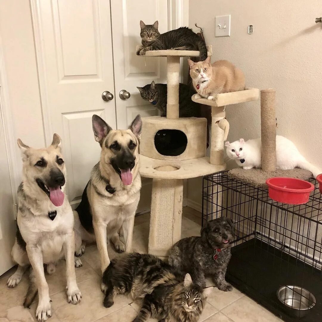 Питомник вместо квартиры