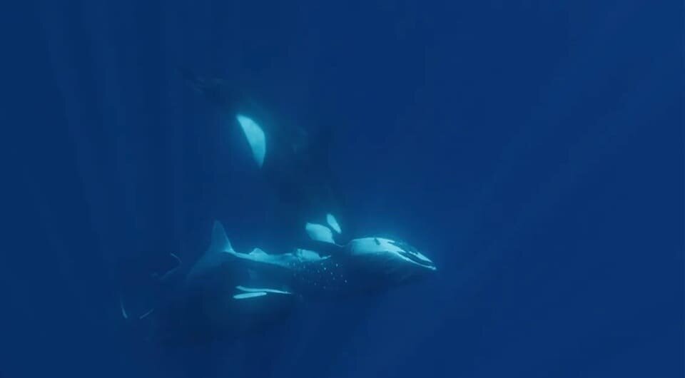   Jesús Erick Higuera Rivas et al. / Frontiers in Marine Science, 2024