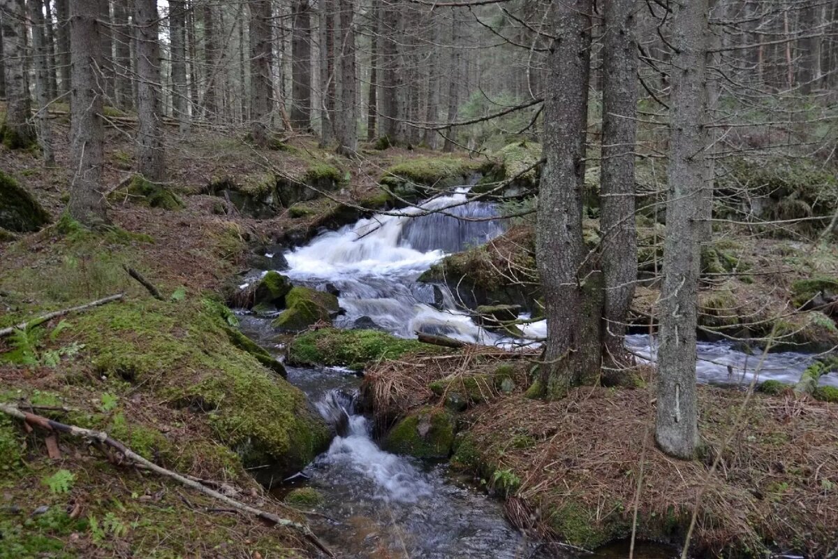     Источник: Краеведческий клуб «Оберег». Карелия. / vk