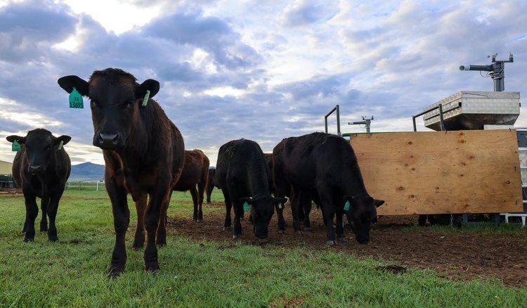    Лизунцы с морскими водорослями для пастбищного КРС могут помочь в сокращении выбросов метана