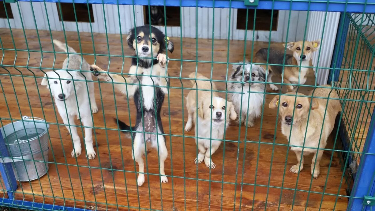     Автор: Дума Ставропольского края