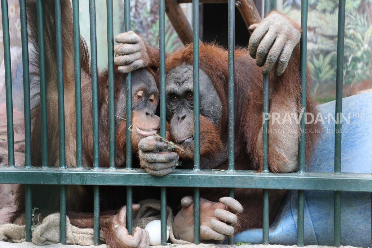    За семьей-победителем в зоопарке закрепят особый статус «Самой дружной семьи 2024 года