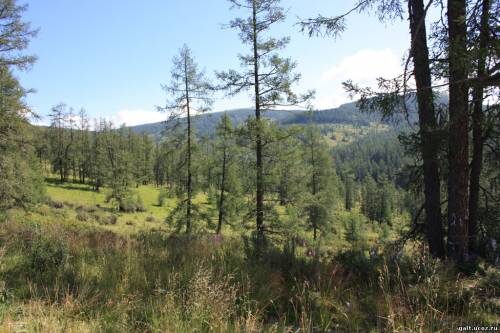 Семинский хребет в районе Ябоганского перевала